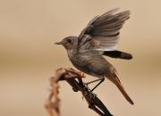 Phoenicurus ochruros
