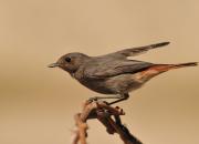 Phoenicurus ochruros