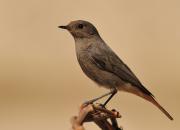 Phoenicurus ochruros