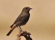 Phoenicurus ochruros