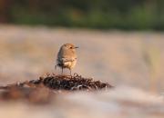Oenanthe deserti