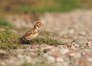 Calcarius lapponicus
