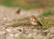 Calcarius lapponicus