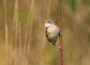 Sylvia communis