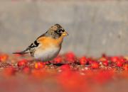 Fringilla montifringilla