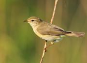 Phylloscopus trochilus