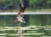 Pandion haliaetus