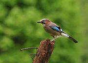 Garrulus glandarius