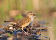 Acrocephalus arundinaceus