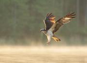 Pandion haliaetus