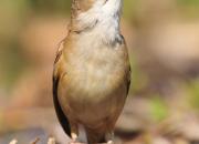 Acrocephalus arundinaceus