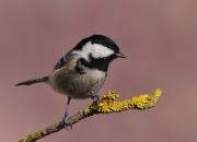 Periparus ater
