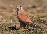 Falco tinnunculus