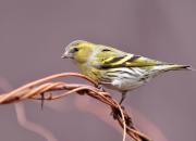 Carduelis spinus