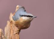 Sitta europaea
