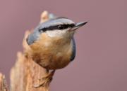 Sitta europaea