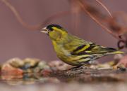 Carduelis spinus