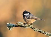Periparus ater