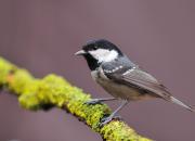 Periparus ater
