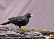 Turdus merula