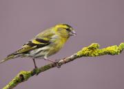 Carduelis spinus