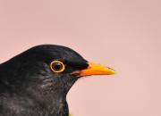 Turdus merula
