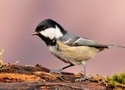 Periparus ater