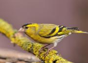 Carduelis spinus