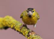 Carduelis spinus