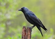 Corvus monedula