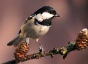 Periparus ater