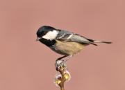 Periparus ater