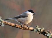 Poecile palustris