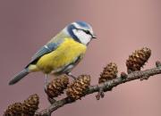 Cyanistes caeruleus