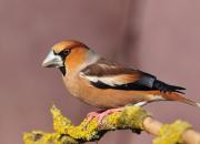 Coccothraustes coccothraustes