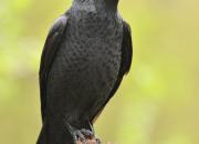 Corvus monedula