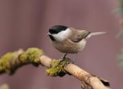 Poecile palustris