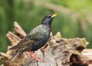 Sturnus vulgaris