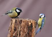 Cyanistes caeruleus