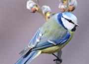 Cyanistes caeruleus
