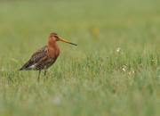 Limosa limosa