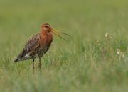 Limosa limosa