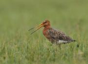 Limosa limosa