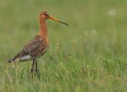 Limosa limosa