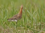 Limosa limosa