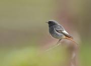 Phoenicurus ochruros