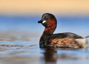 Tachybaptus ruficollis