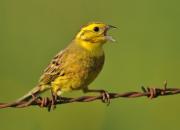 Emberiza citrinella