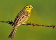 Emberiza citrinella
