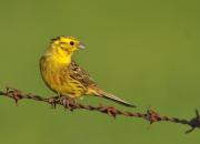 Emberiza citrinella